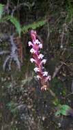 صورة Satyrium nepalense var. nepalense