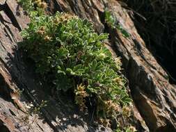 Imagem de Potentilla nivalis Lapeyr.