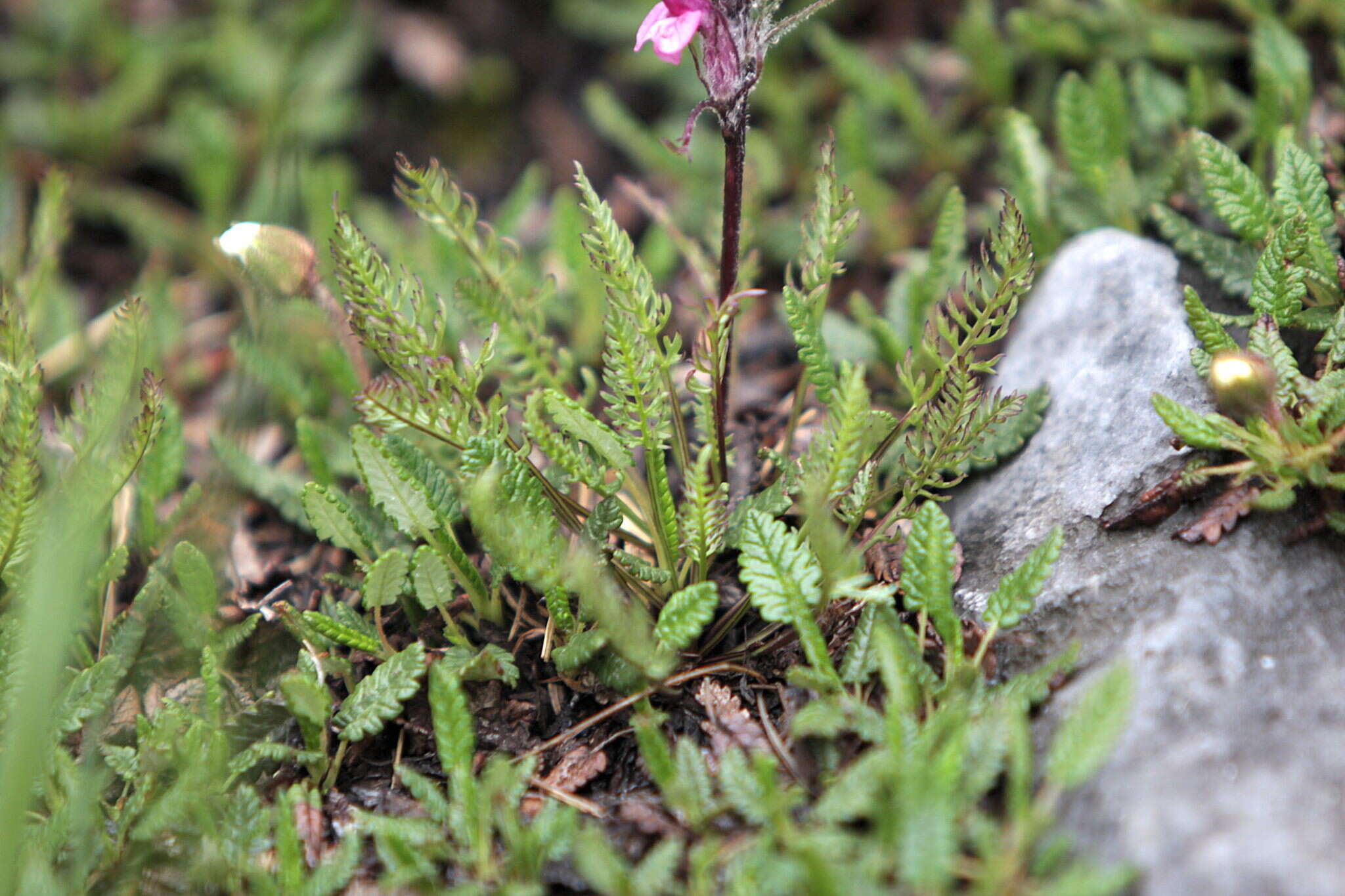 Image of Pedicularis rosea subsp. allionii (Rchb. fil.) E. Mayer