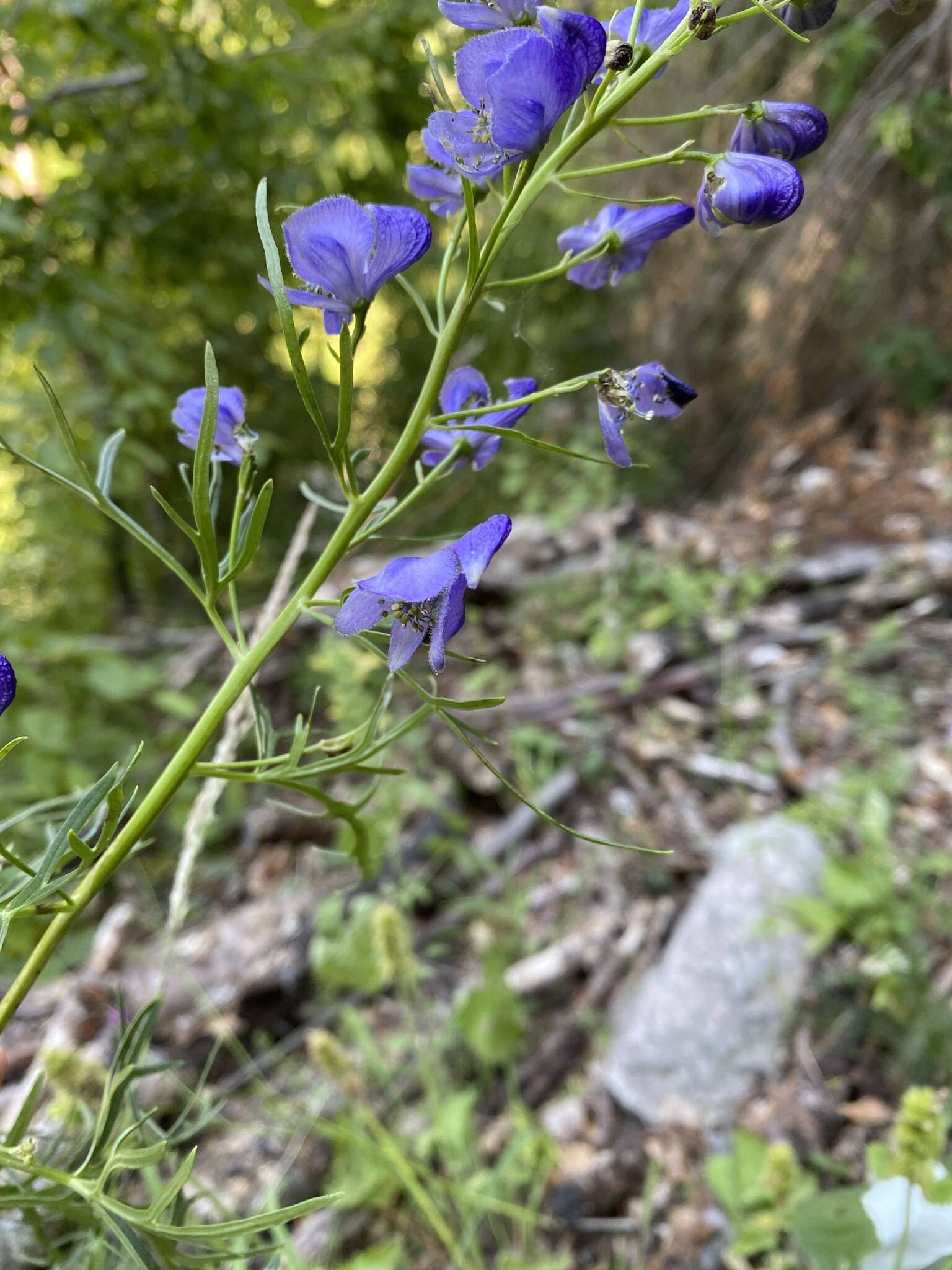 Image of Aconitum angustifolium Bernh. ex Rchb.