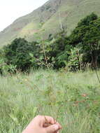 Image de Indigofera adenoides Baker fil.