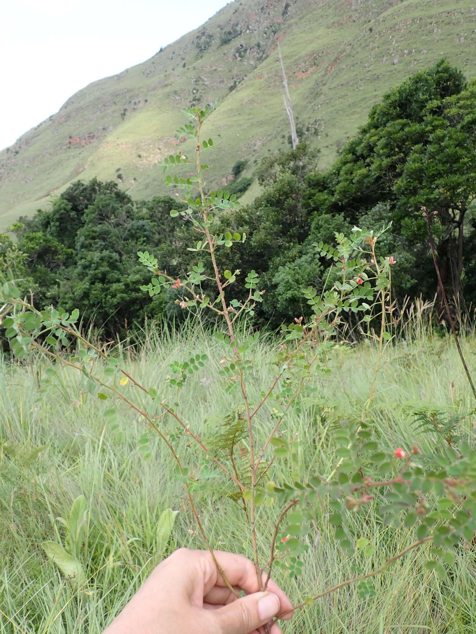 Sivun Indigofera adenoides Baker fil. kuva