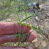 Image of sixangle spurge