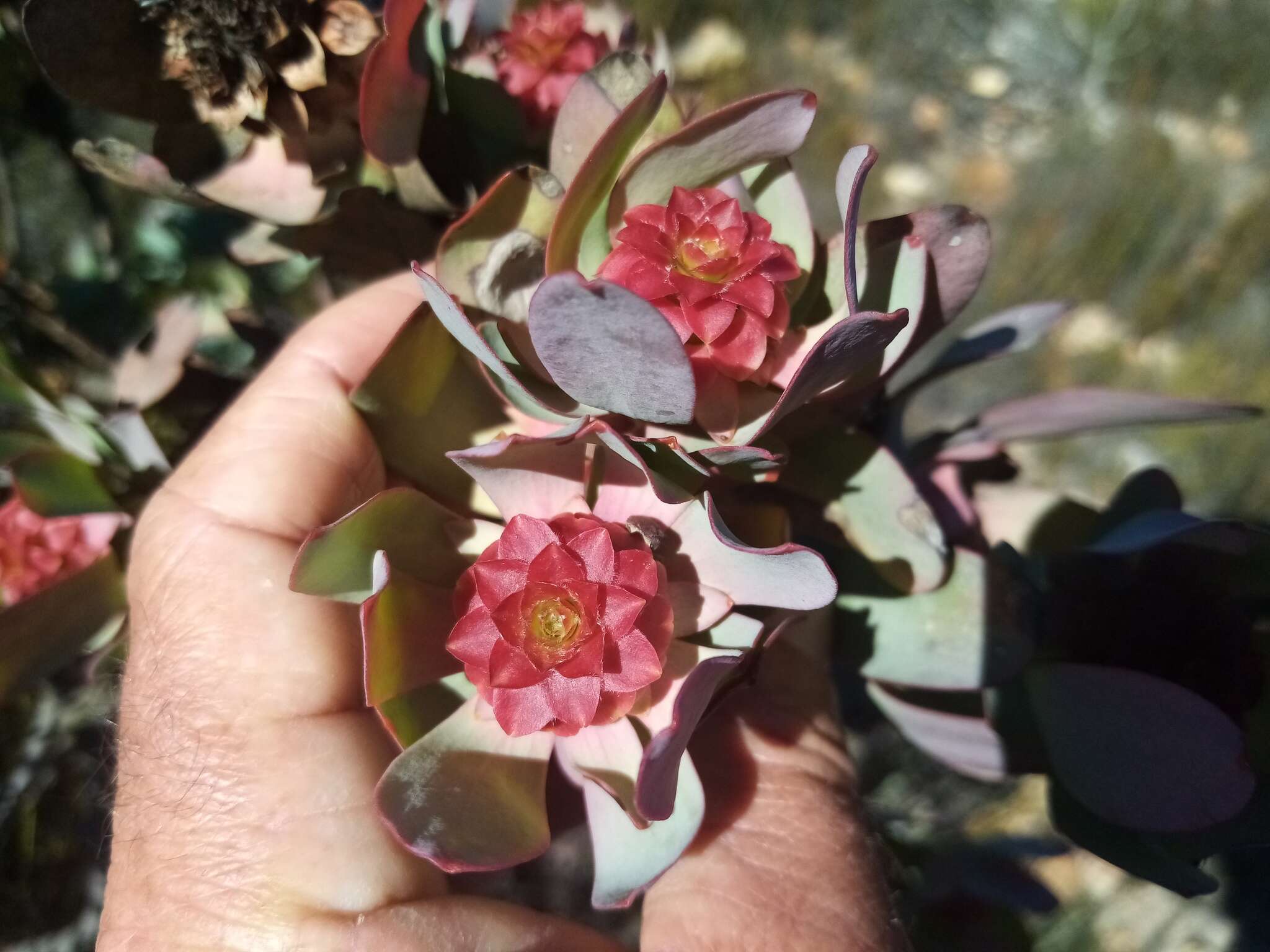 Image of Leucadendron pubibracteolatum I. J. M. Williams