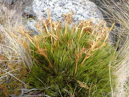 Image of Aciphylla montana Armst.