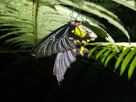 Image of <i>Troides magellanus sonani</i> Matsumura 1932