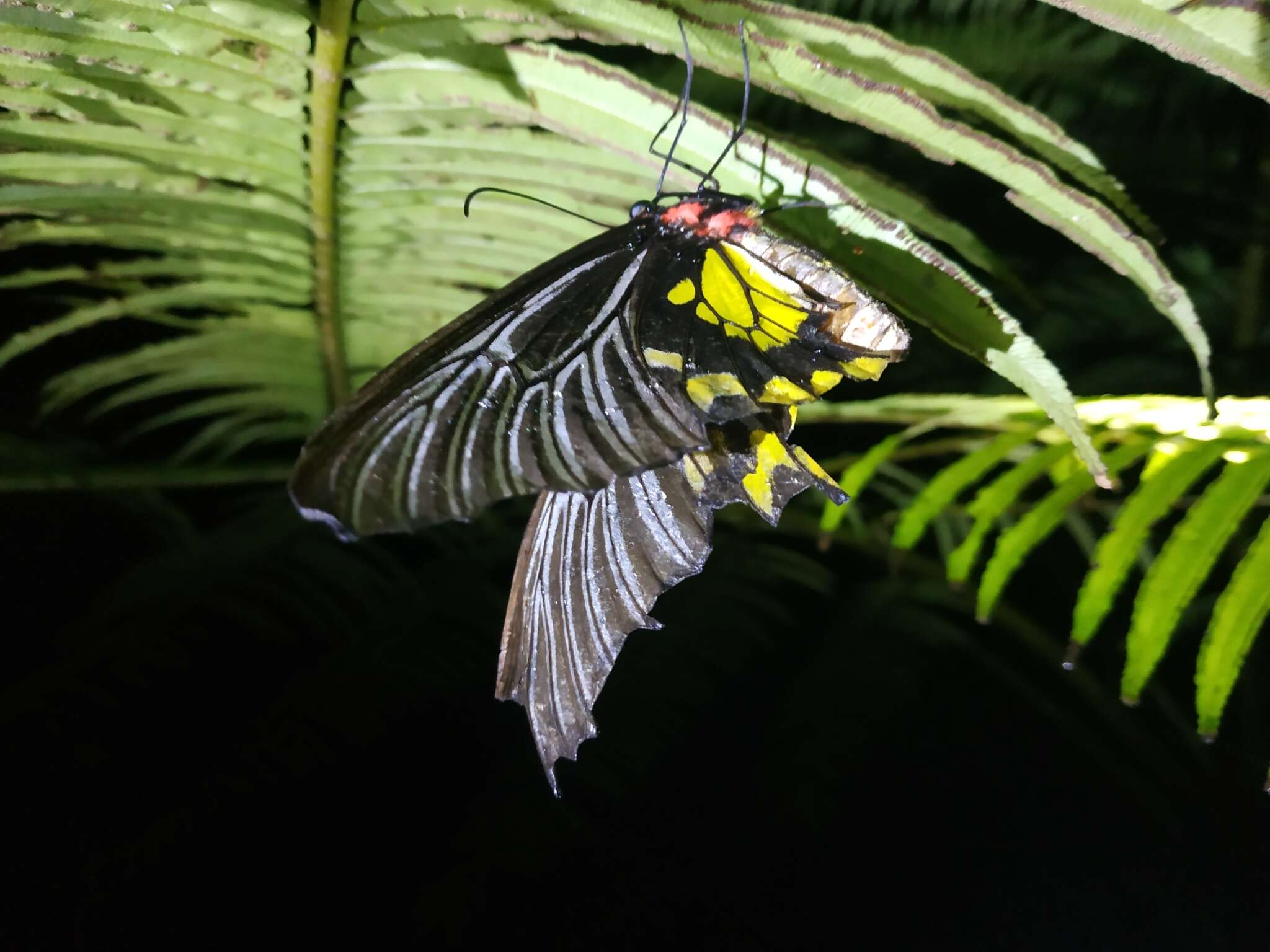 Image of <i>Troides magellanus sonani</i> Matsumura 1932