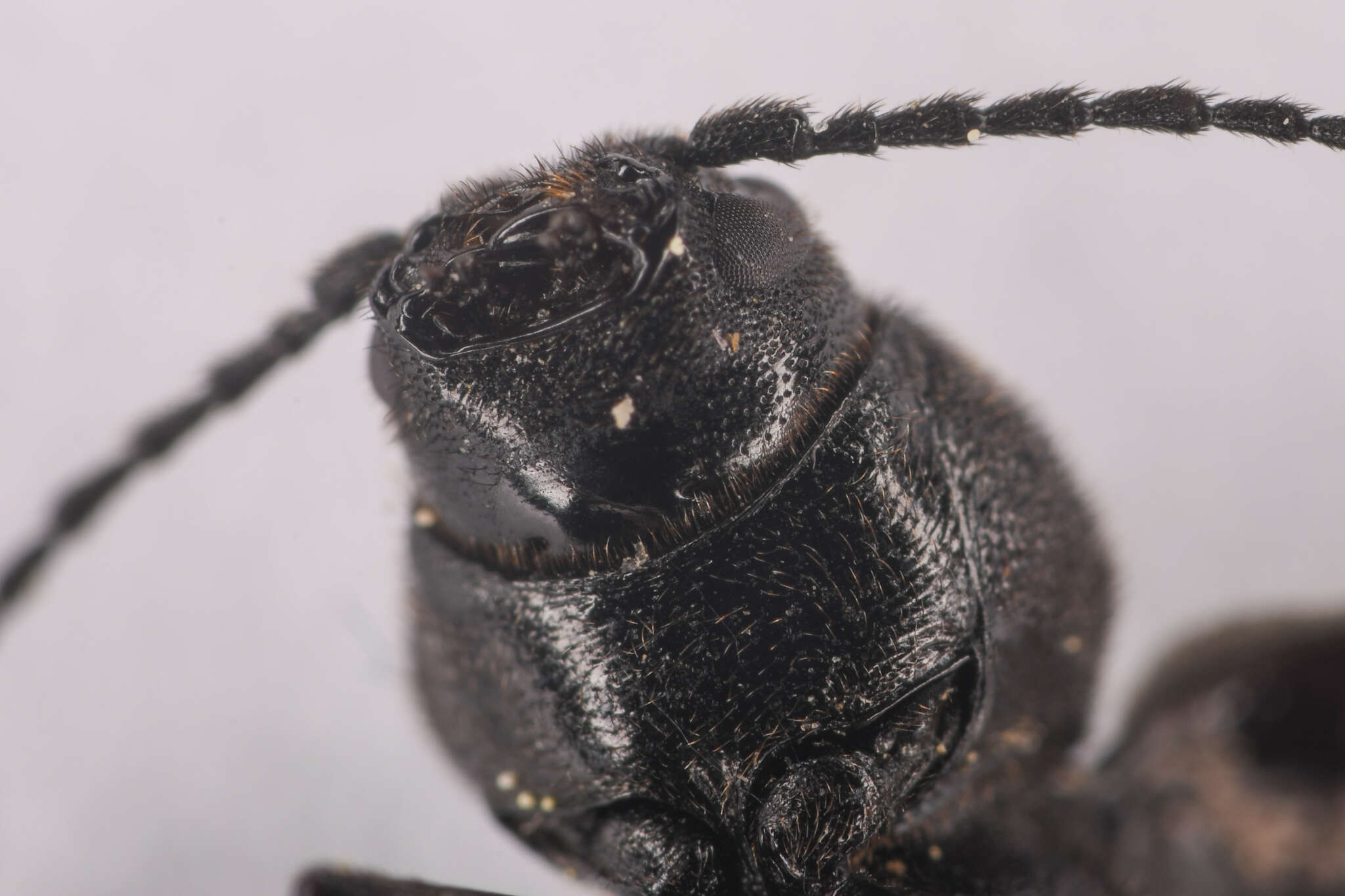 Image of Black Spruce Borer