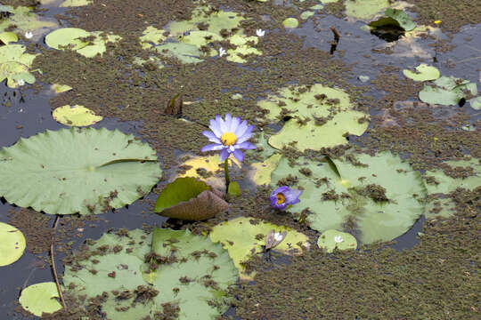 Image of Australian water-lily