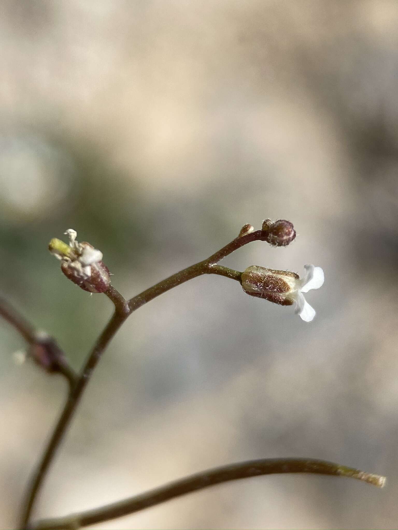 Image of desert winged rockcress