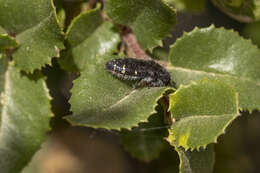 Слика од Acmaeoderopsis guttifera (Le Conte 1859)