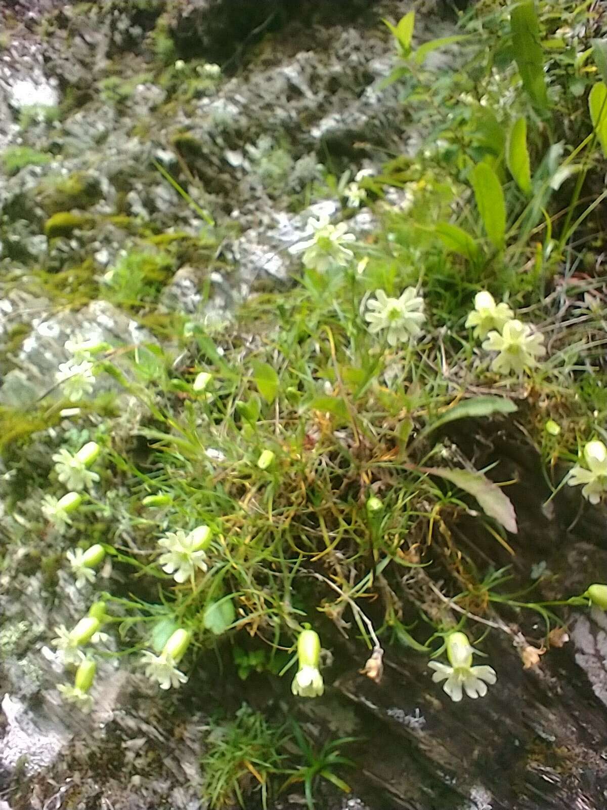 Image of Silene morrisonmontana var. glabella (Ohwi) Ohwi & Ohashi