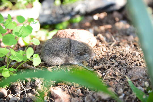 Image of Mexican vole
