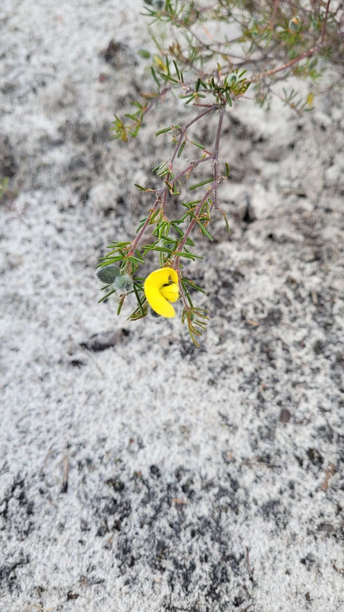 Слика од Gompholobium tomentosum Labill.