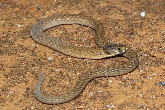 Image of Black-headed Scaly Foot