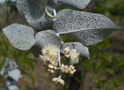 Image of Eucalyptus shirleyi Maiden