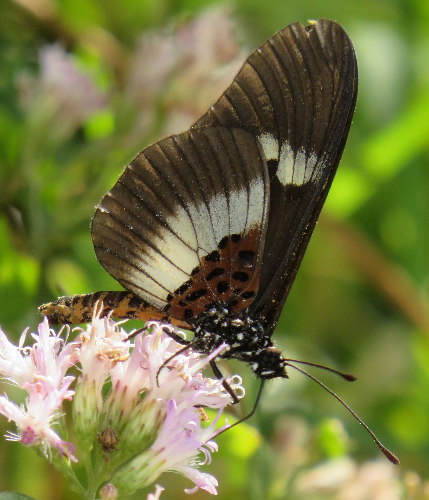 Image of Acraea aganice aganice