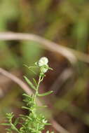 Image of Rhopalomyia gemmaria (Stebbins 1910)