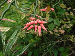 Plancia ëd Euphorbia tithymaloides L.