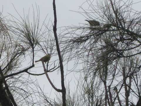 Image of Western Silvereye