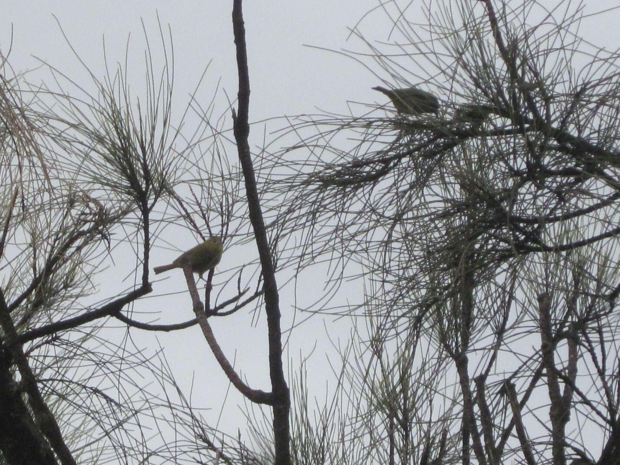 Zosterops lateralis chloronotus Gould 1841 resmi