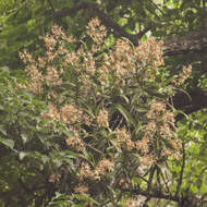 Trichoglottis luchuensis (Rolfe) Garay & H. R. Sweet resmi