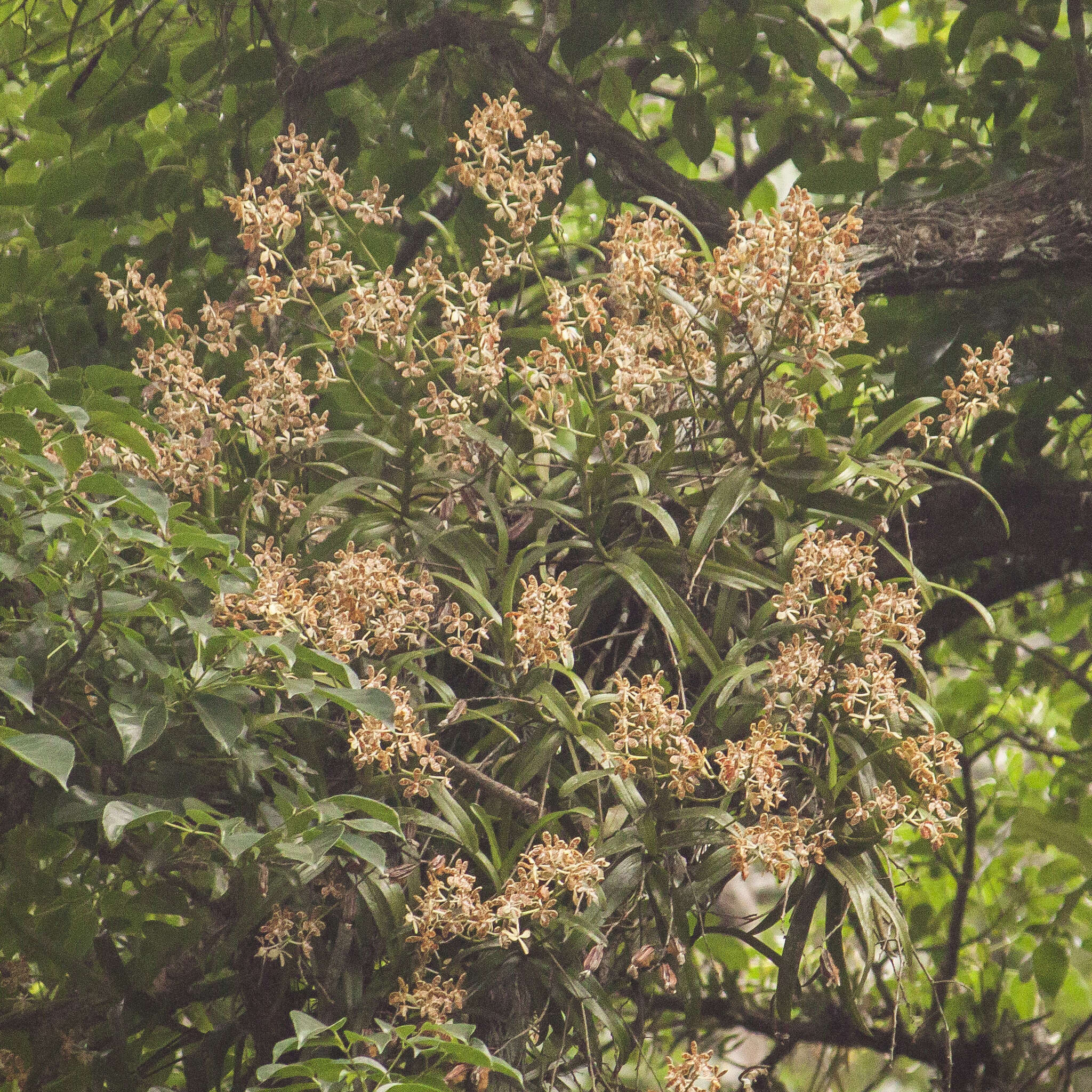 Image of Trichoglottis luchuensis (Rolfe) Garay & H. R. Sweet