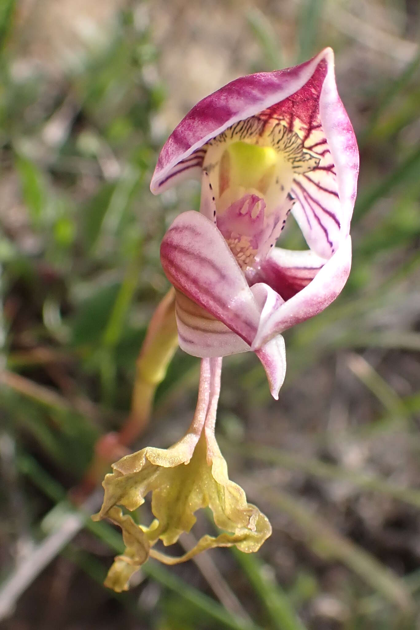 Disa spathulata subsp. tripartita (Lindl.) H. P. Linder resmi