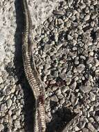 Image of Atlantic Salt Marsh Snake