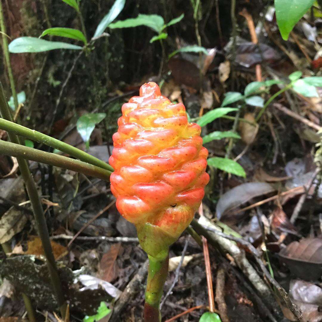 Image of Shampoo Ginger