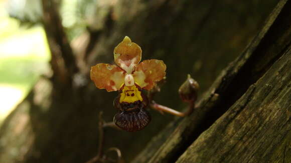 Image of Trichocentrum lindenii (Brongn.) M. W. Chase & N. H. Williams