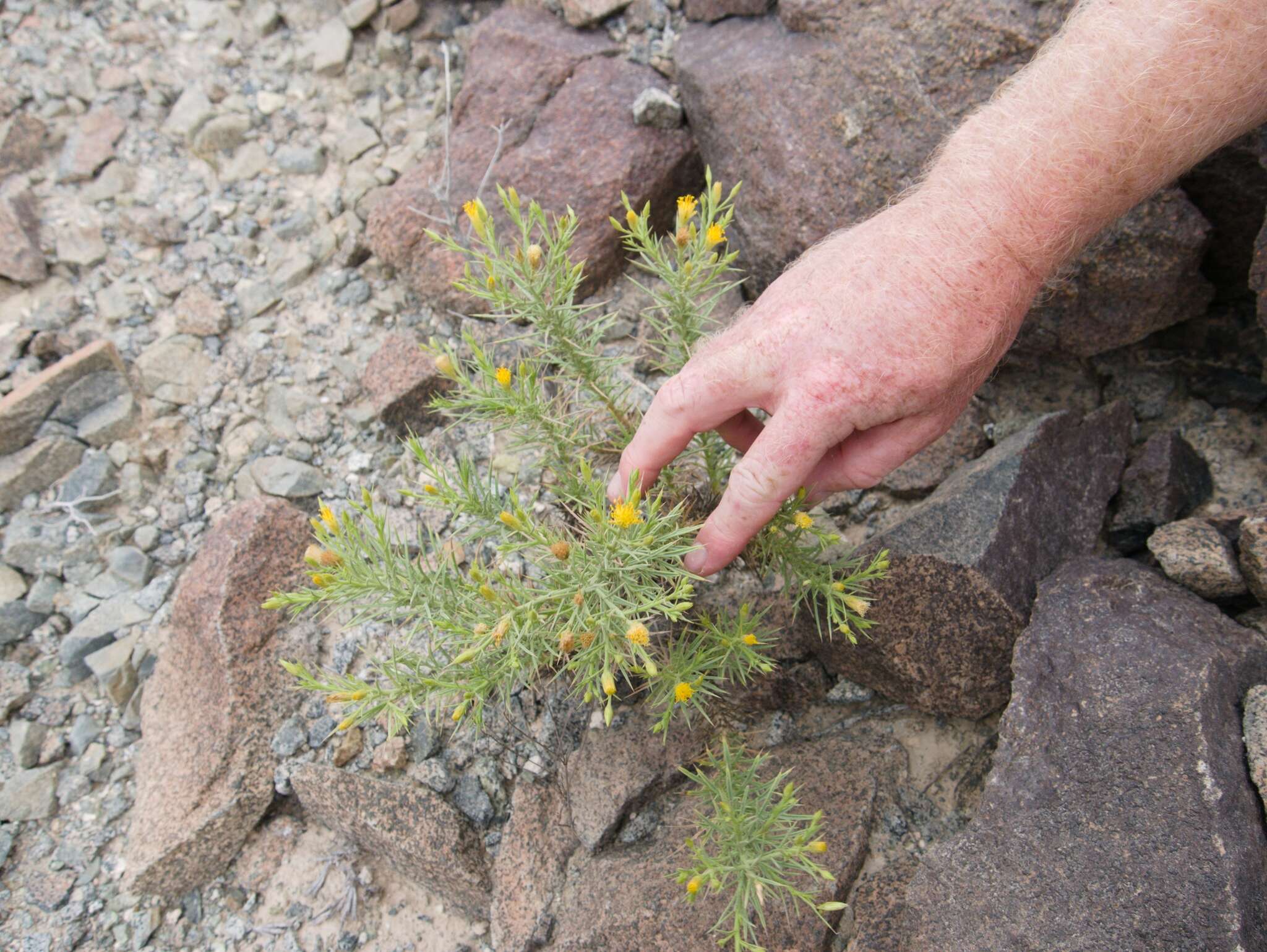 Image of Iphiona scabra DC.