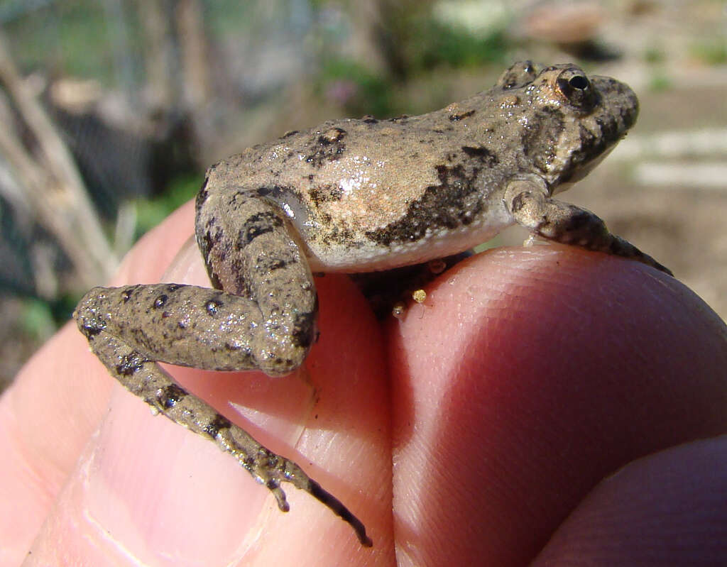 Image of slant-faced grasshopper