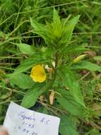 Imagem de Oenothera perangusta Gates