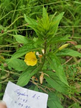 Oenothera perangusta Gates的圖片