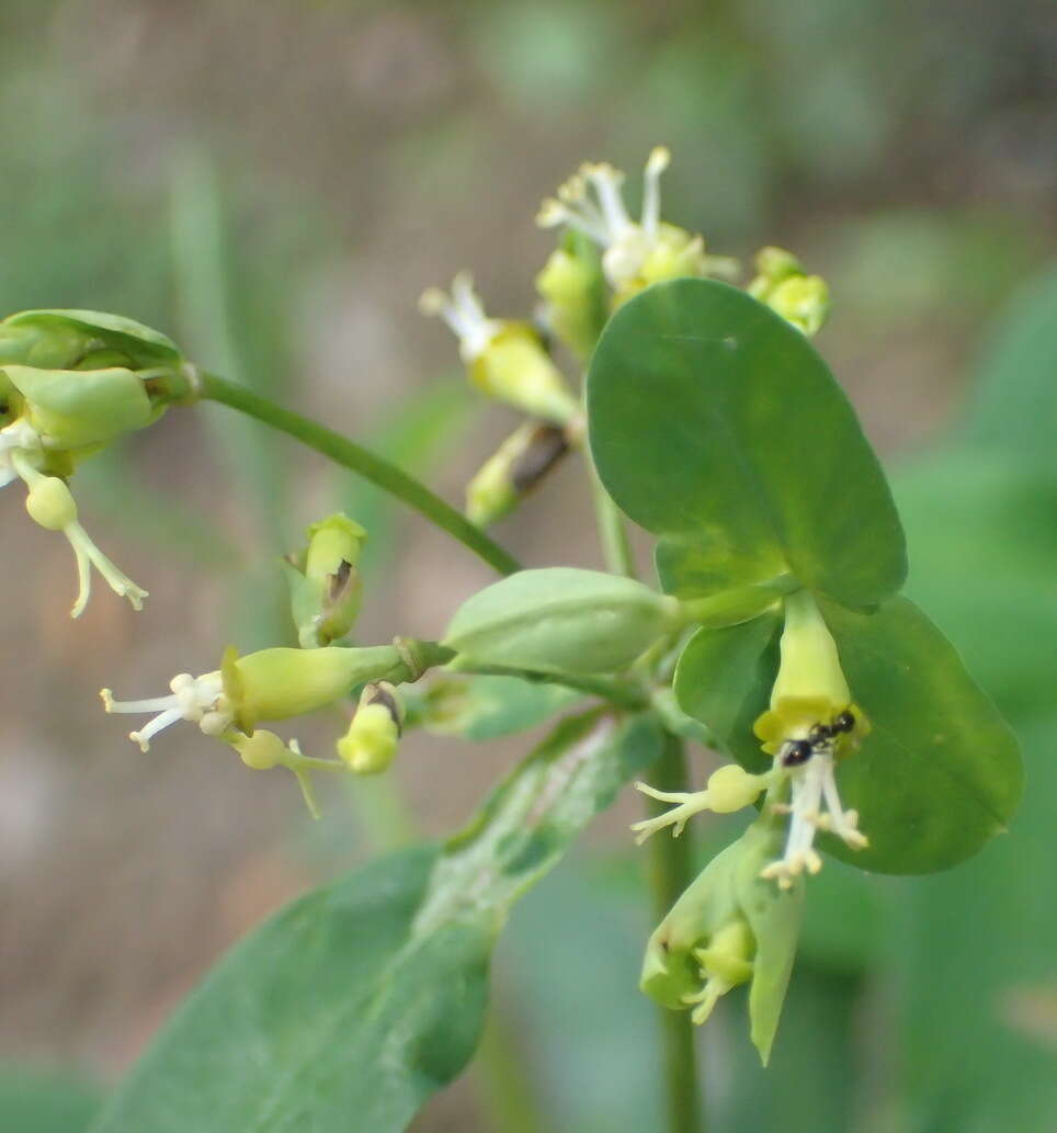 Image of Euphorbia kraussiana Bernh. ex C. Krauss