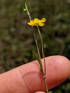 Image of Creeping Spearwort