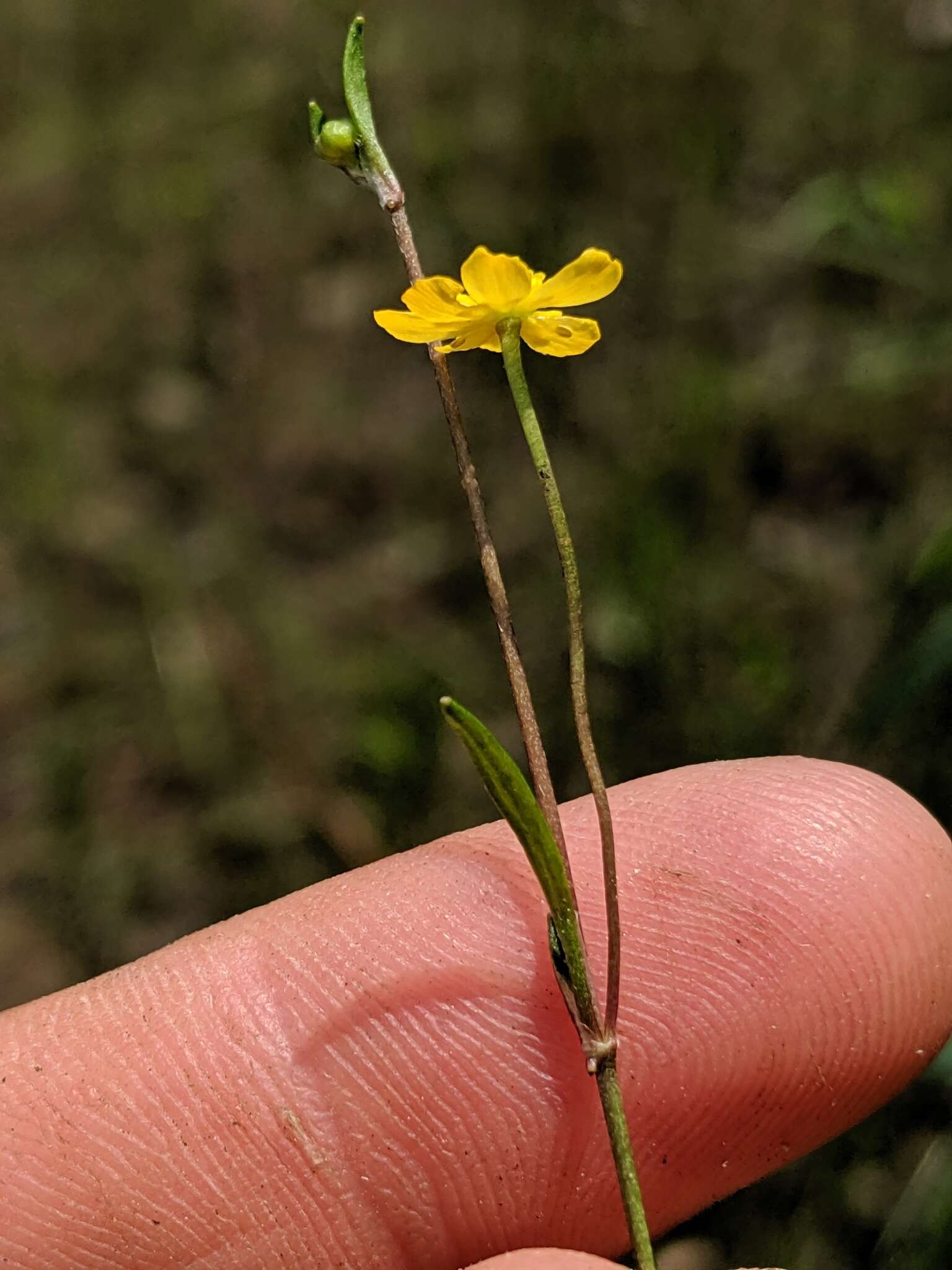 Image of Creeping Spearwort