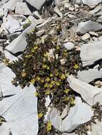 Image of Charleston Peak mousetail