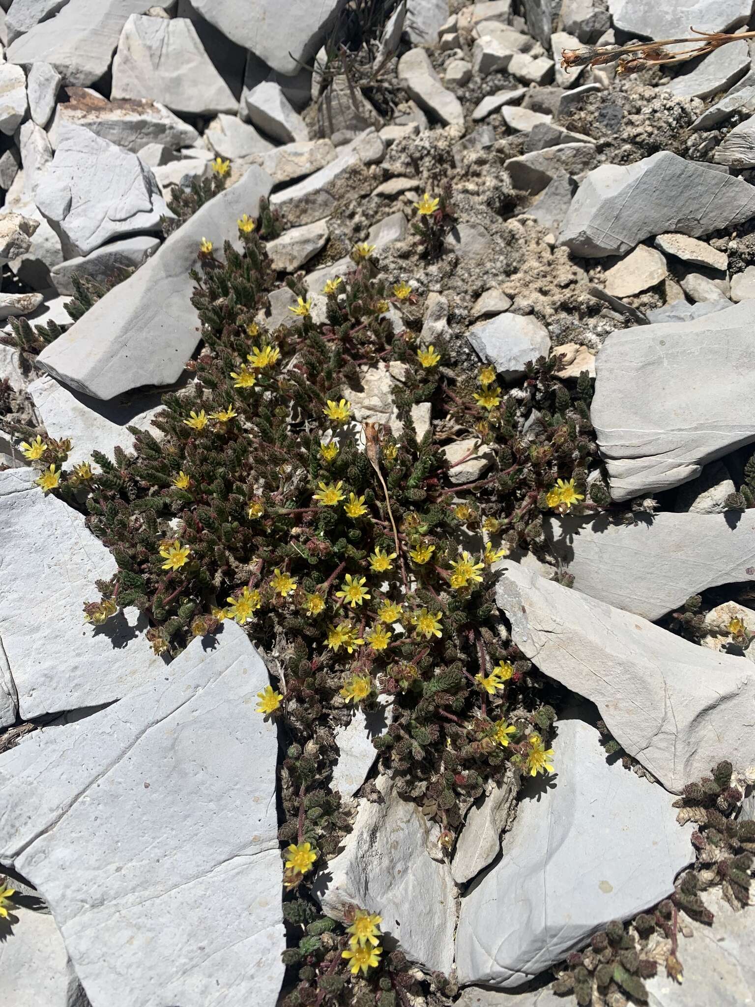 Image de Ivesia cryptocaulis (Clokey) Keck