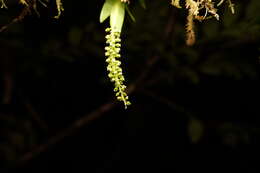 Image de Oberonia disticha (Lam.) Schltr.