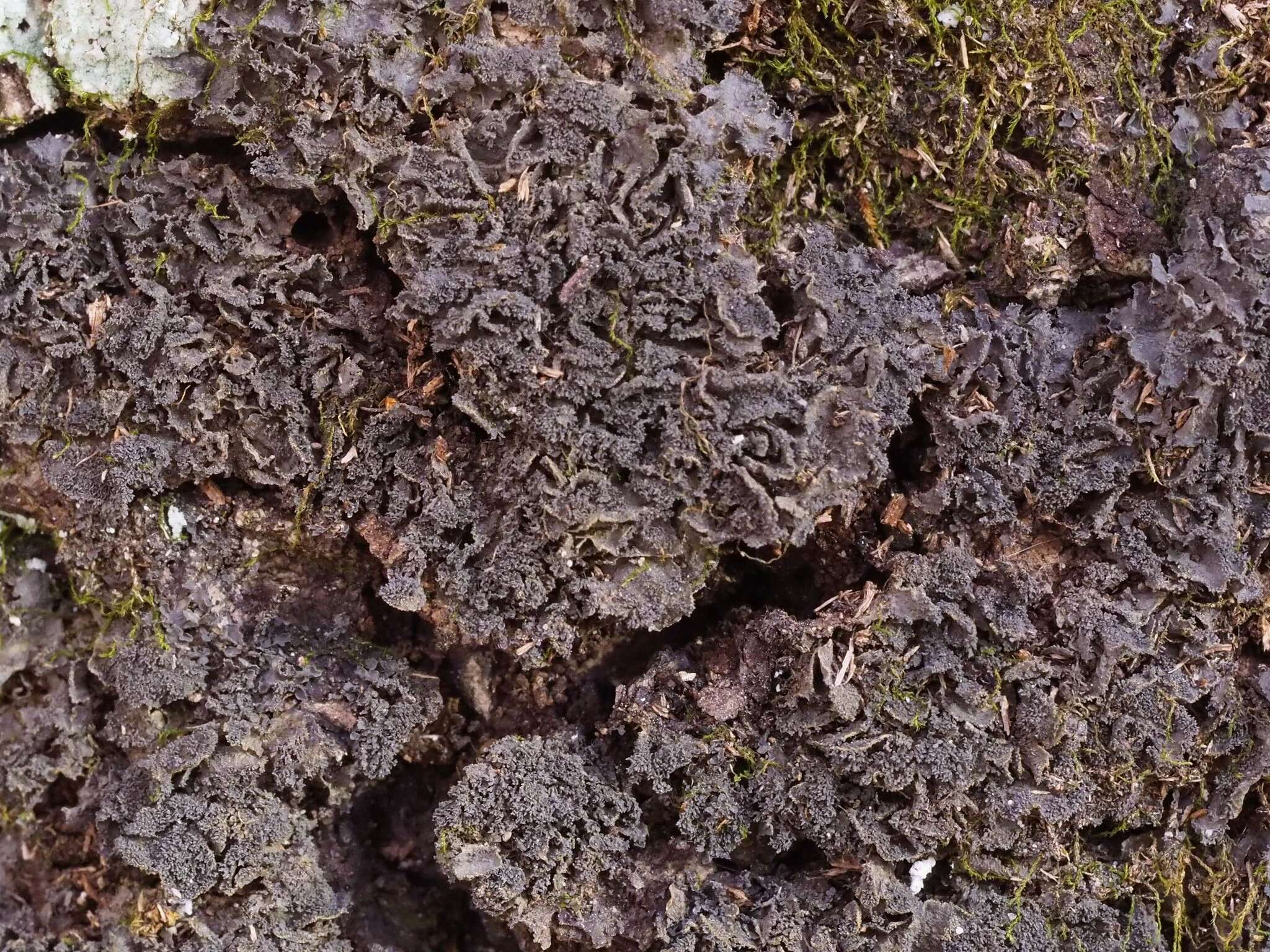 Image of Austroamerican skin lichen