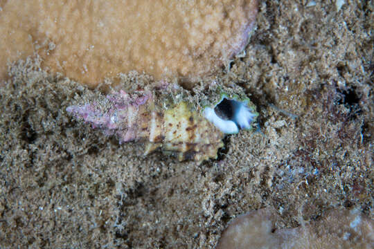 Image of Cerithium echinatum Lamarck 1822