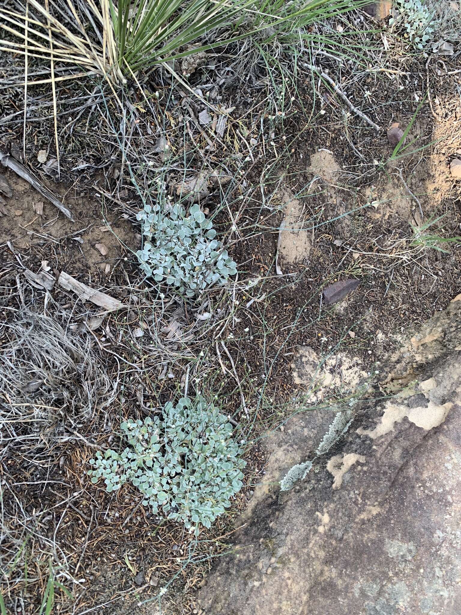 صورة Eriogonum tenellum Torrey