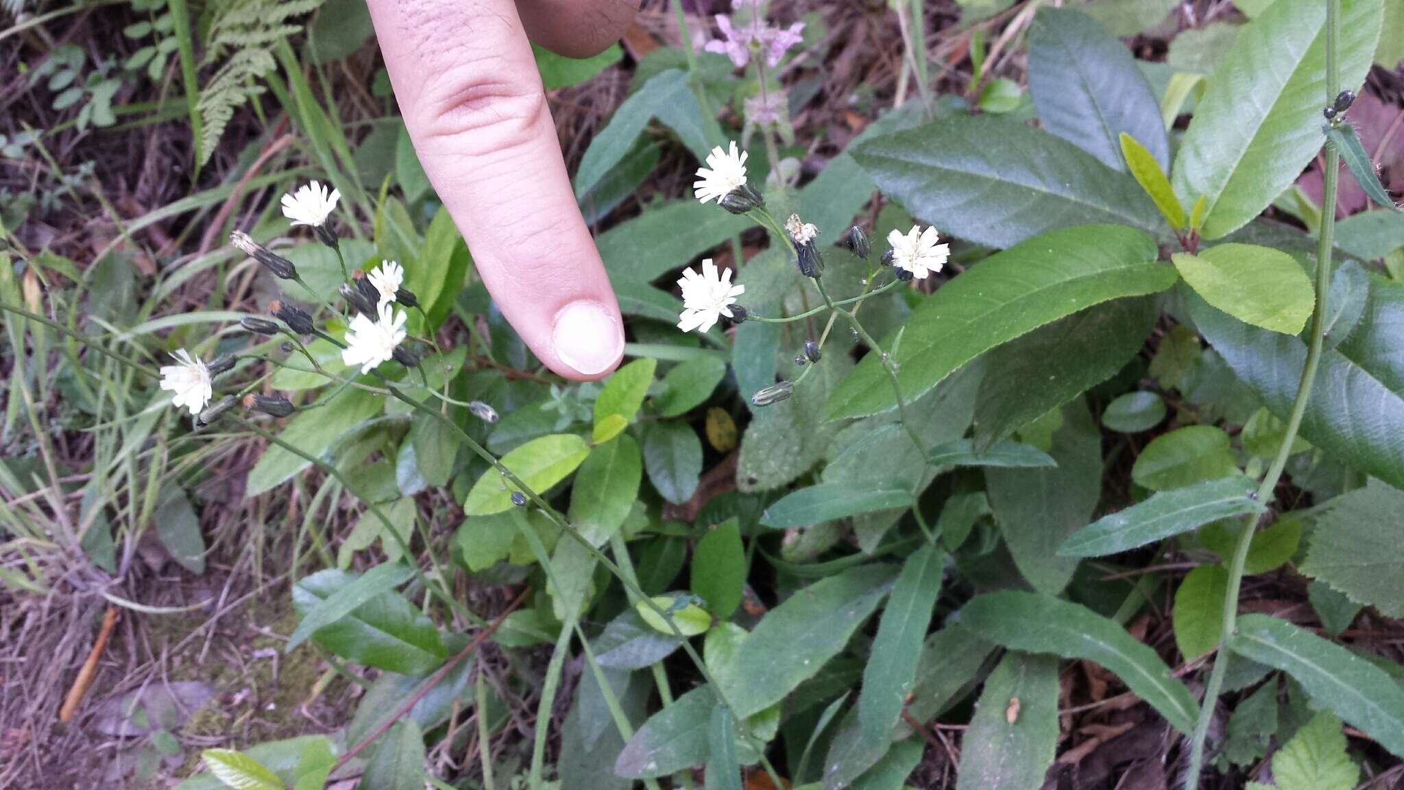 Image of white hawkweed