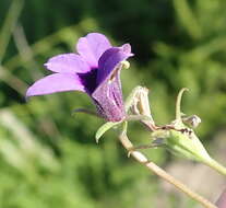 Image of Monopsis unidentata subsp. unidentata