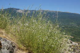 Imagem de Stachys angustifolia M. Bieb.