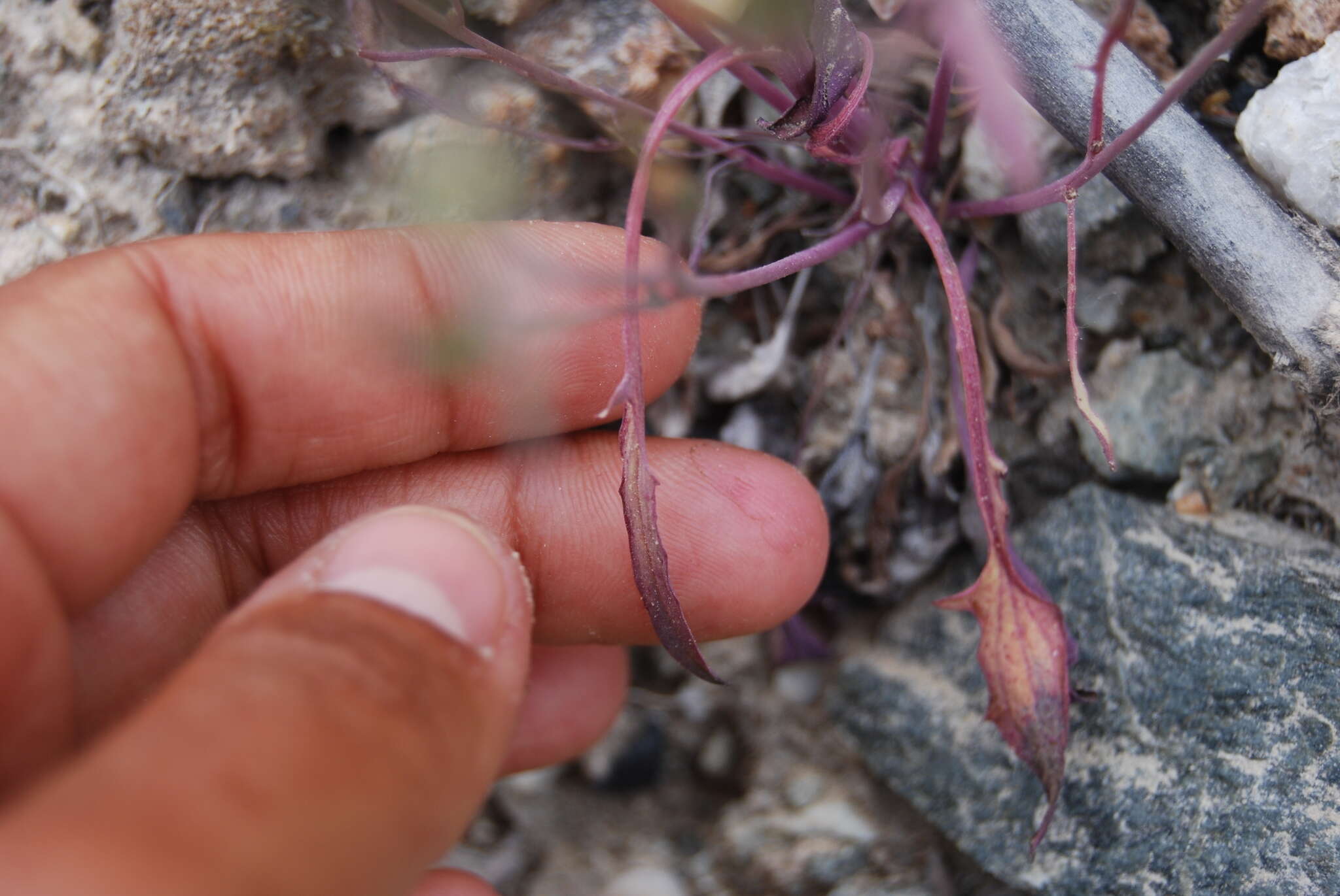 Plancia ëd Askellia elegans (Hook.) W. A. Weber