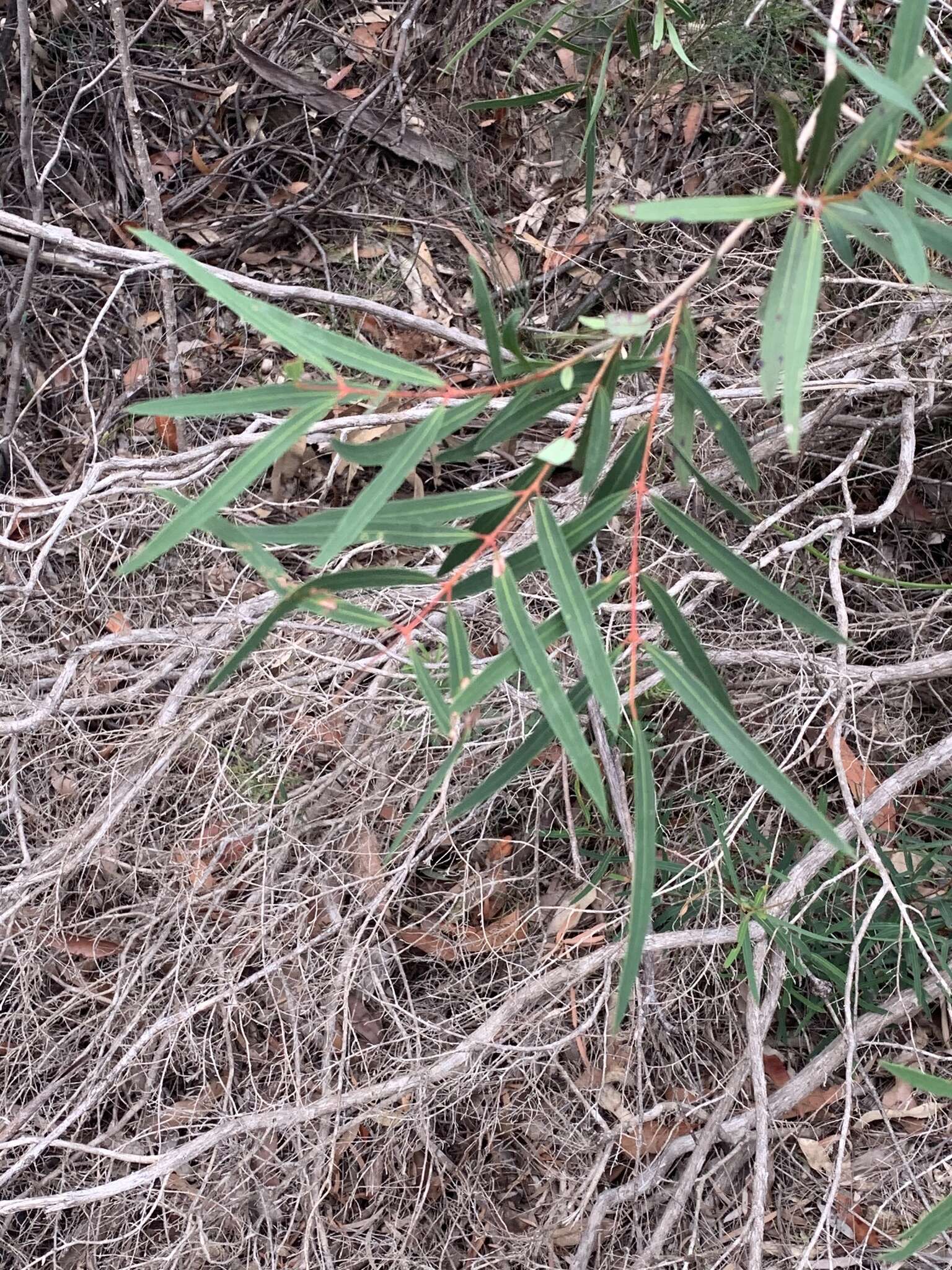 Image of Angophora bakeri E. C. Hall