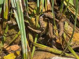 Image of Narrowhead Garter Snake